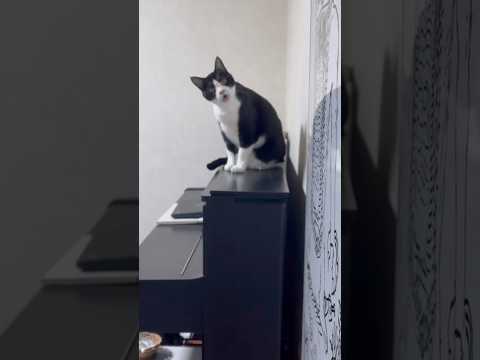 お母さんを見て一言(YouTube)