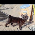 上目遣いで甘えてくる黒猫ちゃんと一緒に階段を登って海を眺める(YouTube)