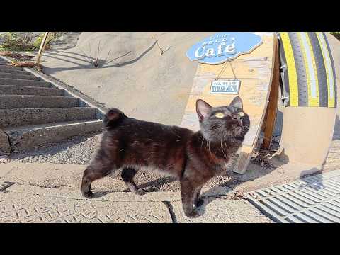上目遣いで甘えてくる黒猫ちゃんと一緒に階段を登って海を眺める(YouTube)
