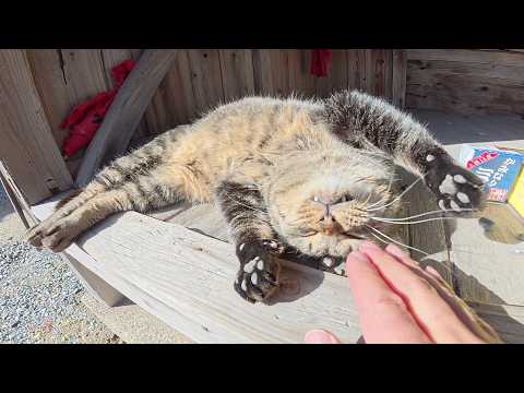 甘えん坊のキジトラ猫が横入りした猫を撃退してナデナデを独占する(YouTube)