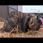 猫島の神社にいた猫ちゃん、近くに行くと撫でられに寄ってきてゴロゴロ喜んでカワイイ(YouTube)