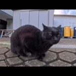 吠える黒猫VSそっと逃げる白黒猫…この温度差が可愛すぎた(YouTube)