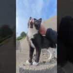 ハチワレ猫が島の高台から広大な海を眺める #猫 #ねこ #cat(YouTube)