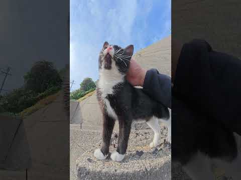 ハチワレ猫が島の高台から広大な海を眺める #猫 #ねこ #cat(YouTube)