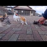 猫島の漁協前広場が天国すぎた…猫たちに囲まれて時間が溶ける幸せ空間(YouTube)