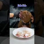 硬そうな骨をも簡単に噛み砕くピットブル(YouTube)
