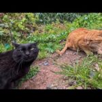 猫の島を歩いていたら猫の喧嘩に遭遇した(YouTube)