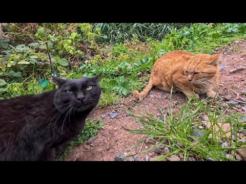 猫の島を歩いていたら猫の喧嘩に遭遇した(YouTube)