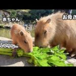 お母さんと一緒なら食べられる？癖のあるセロリに挑むカピバラの赤ちゃんが可愛すぎる！(YouTube)