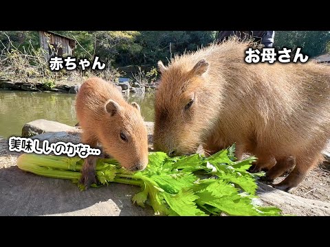 お母さんと一緒なら食べられる？癖のあるセロリに挑むカピバラの赤ちゃんが可愛すぎる！(YouTube)