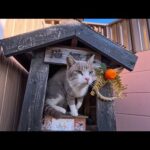 猫地蔵から猫さん出てきました(YouTube)