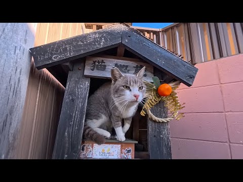 猫地蔵から猫さん出てきました(YouTube)