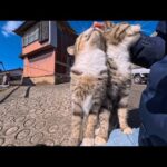 猫島で猫の集会をハシゴ！島の中腹から坂の上へ…猫たちの集まる場所が尊すぎた(YouTube)