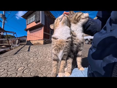 猫島で猫の集会をハシゴ！島の中腹から坂の上へ…猫たちの集まる場所が尊すぎた(YouTube)