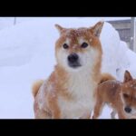 最強寒波二日目は想像を超えてきました。。(YouTube)