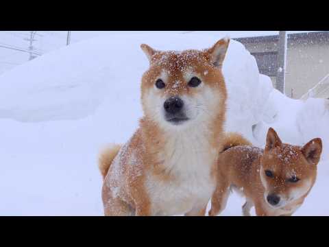 最強寒波二日目は想像を超えてきました。。(YouTube)