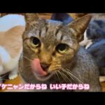 ペロリン  おれっちイケニャンだからね これにはりゆうがあってね   2026 01 29 1(YouTube)