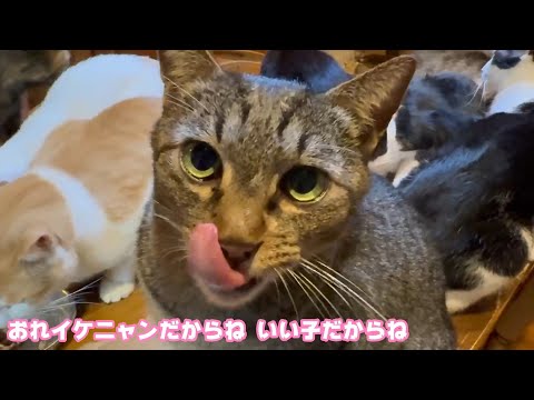 ペロリン  おれっちイケニャンだからね これにはりゆうがあってね   2026 01 29 1(YouTube)