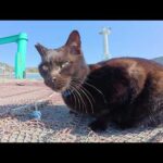 黒猫ちゃんが強靭なアゴで魚の頭を完食する(YouTube)