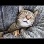 できればなかったことにしたかった猫が可愛すぎました！(YouTube)