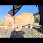 崖っぷちで遊んでいた茶トラ猫が足にスリスリして甘えてきた(YouTube)