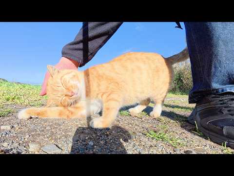崖っぷちで遊んでいた茶トラ猫が足にスリスリして甘えてきた(YouTube)