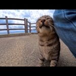 猫島の端っこで石碑を守る猫、外出中なのに来客に気づいて急いで戻ってきた姿が尊すぎた(YouTube)