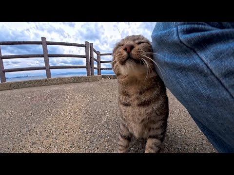 猫島の端っこで石碑を守る猫、外出中なのに来客に気づいて急いで戻ってきた姿が尊すぎた(YouTube)