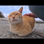 漁港の猫ちゃん、静かに寄ってきてチョコんと隣に座って撫でられる。可愛すぎる(YouTube)