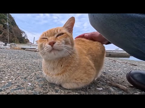 漁港の猫ちゃん、静かに寄ってきてチョコんと隣に座って撫でられる。可愛すぎる(YouTube)