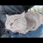 黒猫にメンチを切るトトロ猫をひざの上に乗せて落ち着かせた(YouTube)