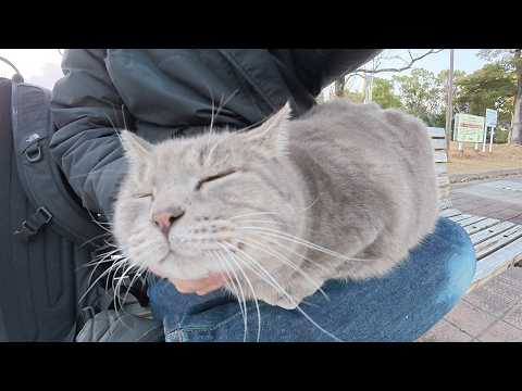 黒猫にメンチを切るトトロ猫をひざの上に乗せて落ち着かせた(YouTube)