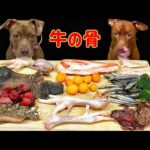 中毒性あり!!ピットブルが骨付き肉をボリボリ噛み砕く咀嚼音(YouTube)