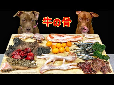 中毒性あり!!ピットブルが骨付き肉をボリボリ噛み砕く咀嚼音(YouTube)