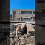 猫島の漁港にある小さな桟橋に座ると猫がやってきた(YouTube)