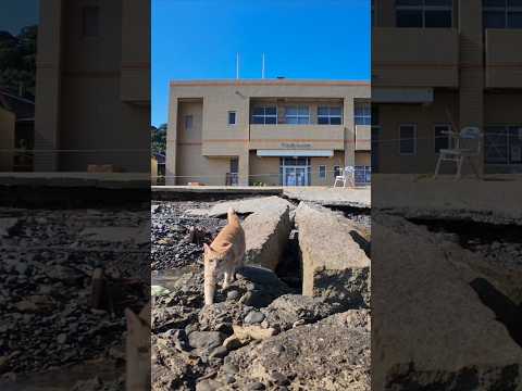 猫島の漁港にある小さな桟橋に座ると猫がやってきた(YouTube)