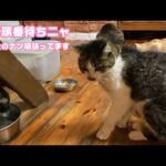 お水ね 順番待ちニャン   腎不全のナツ頑張ってくれてます  2026 01 11 1(YouTube)