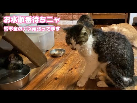 お水ね 順番待ちニャン   腎不全のナツ頑張ってくれてます  2026 01 11 1(YouTube)