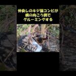 仲良しのキジ猫コンビが柵の向こう側でグルーミングする #猫 #ねこ #cat(YouTube)