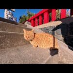 初詣に行ったら神社で猫と出会った…新年から心が癒やされた瞬間(YouTube)