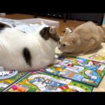新年早々ご機嫌ナナメでゲームの場を荒らす猫(YouTube)