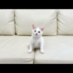 譲渡トライアルに失敗した子猫の今後について。(YouTube)