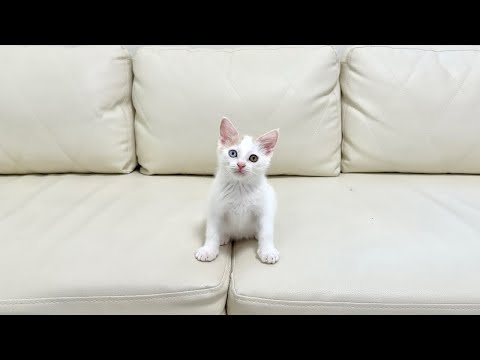 譲渡トライアルに失敗した子猫の今後について。(YouTube)