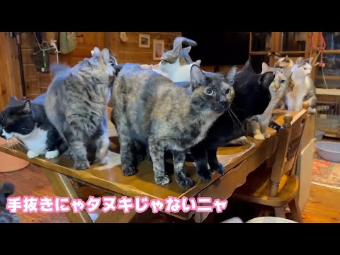 手抜きだよ タヌキじゃないにゃり2026 01 24 1(YouTube)