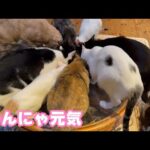 みんにゃ元気  良く食べてますよ～   2026 01 07 2(YouTube)