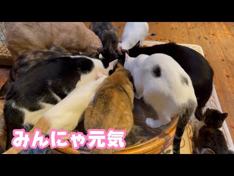 みんにゃ元気  良く食べてますよ～   2026 01 07 2(YouTube)