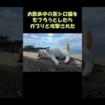 お散歩中の茶シロ猫をモフろうとしたらガブリと攻撃された #猫 #ねこ #cat(YouTube)