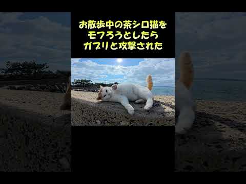 お散歩中の茶シロ猫をモフろうとしたらガブリと攻撃された #猫 #ねこ #cat(YouTube)