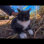 丸々と太った公園の猫がこっちに寄ってきた(YouTube)