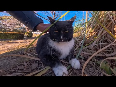 丸々と太った公園の猫がこっちに寄ってきた(YouTube)